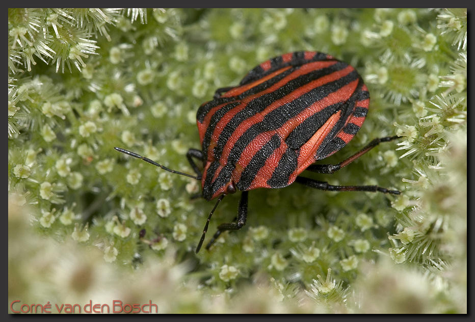 foto wants, schildwants, Bug